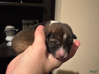 Shiba Inu dogs Shiba Inu Puppy 3 - Ad 40