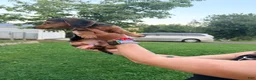 Miniature Dachshund dogs for sale: Miniature Dachshund 1 - Ad 5