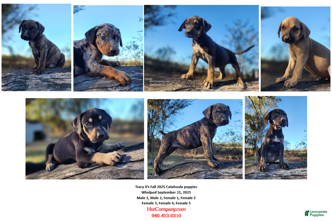 Catahoula Leopard Dog dogs for sale: Tracy II 2025 Female 1 - Ad 8