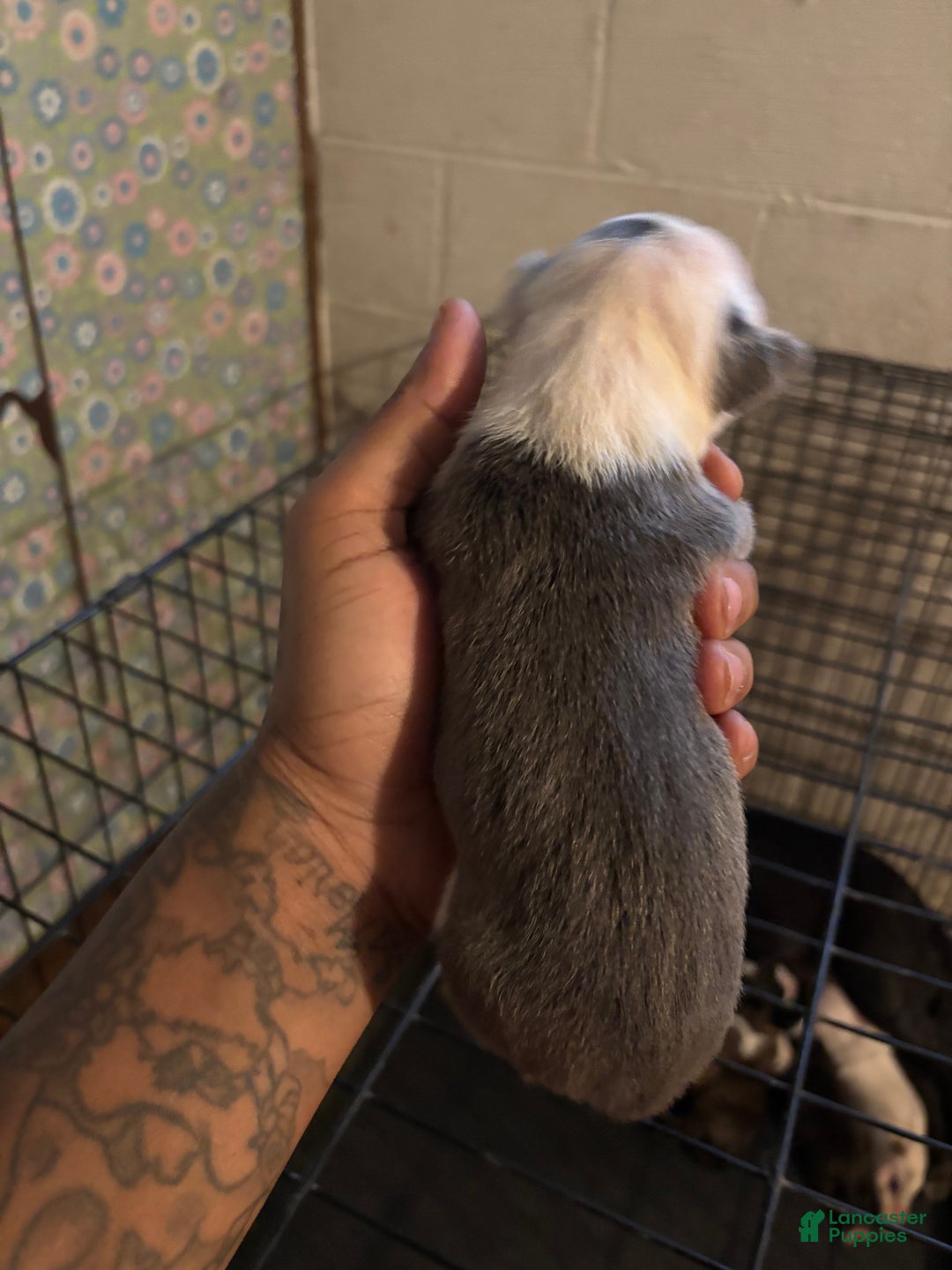 American Staffordshire Terrier dogs for sale: American Staffordshire Terrier Puppy 1 - Ad 2