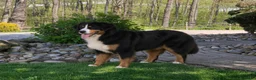 Mini Bernedoodle dogs for sale: Brady - Ad 6