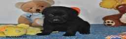 Labrador Retriever dogs for sale: Buddy - Ad 4