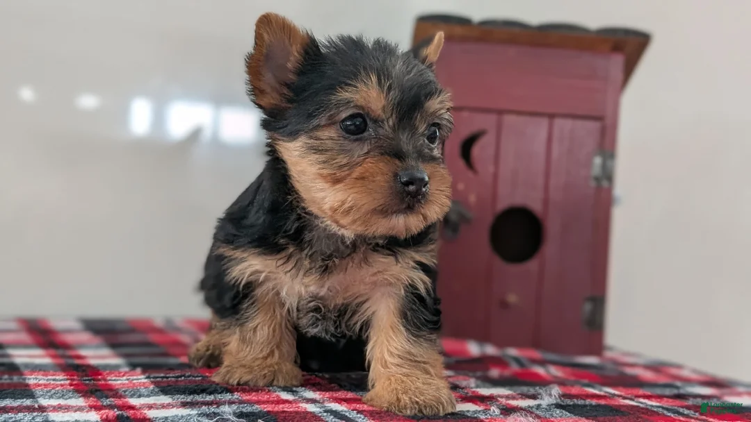 Yorkshire Terrier dogs for sale: Dahlia  - Ad 6