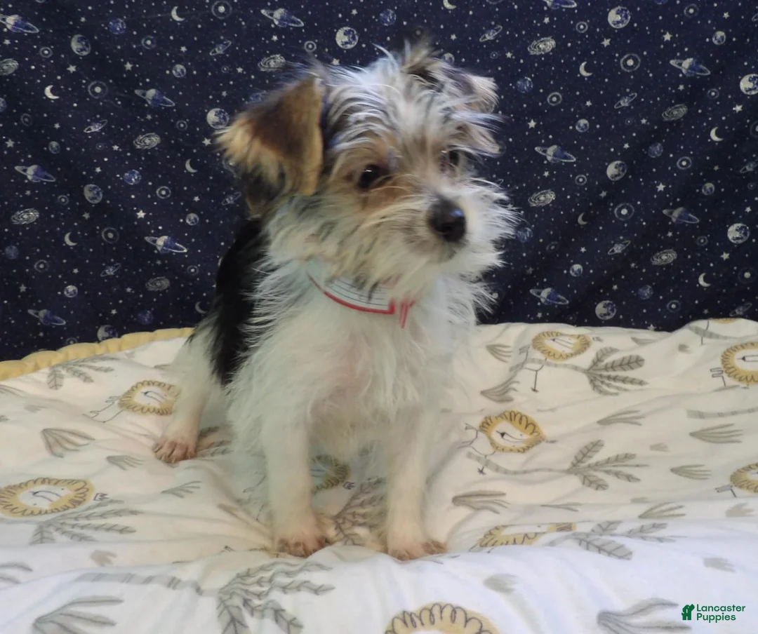Morkie dogs for sale: Avery  - Ad 2