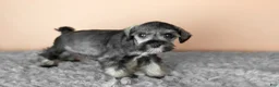 Miniature Schnauzer dogs for sale: Sallie - Ad 3