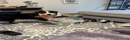 Miniature Australian Shepherd dogs for sale: Milo - Ad 6