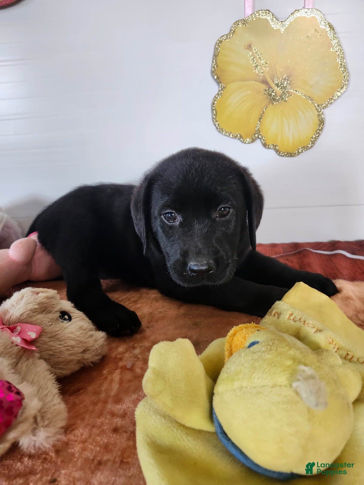 Labrador Retriever dogs Rory - Ad 1