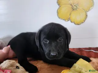 Labrador Retriever dogs for sale: Rory - Ad 1