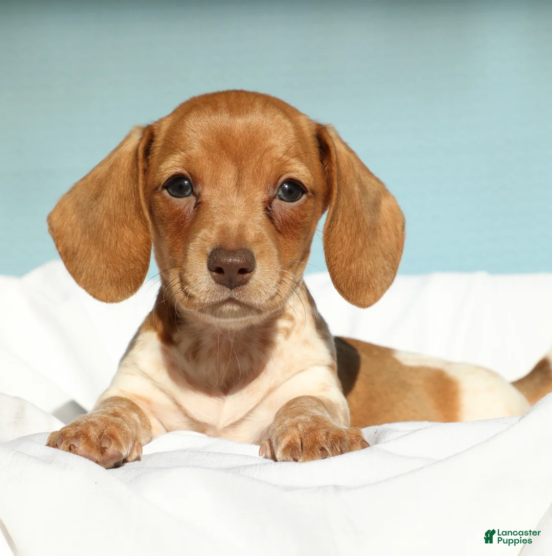Miniature Dachshund dogs for sale: Ember - Ad 7