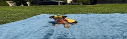 Yorkshire Terrier dogs for sale: Yorkshire Terrier 1 - Ad 4