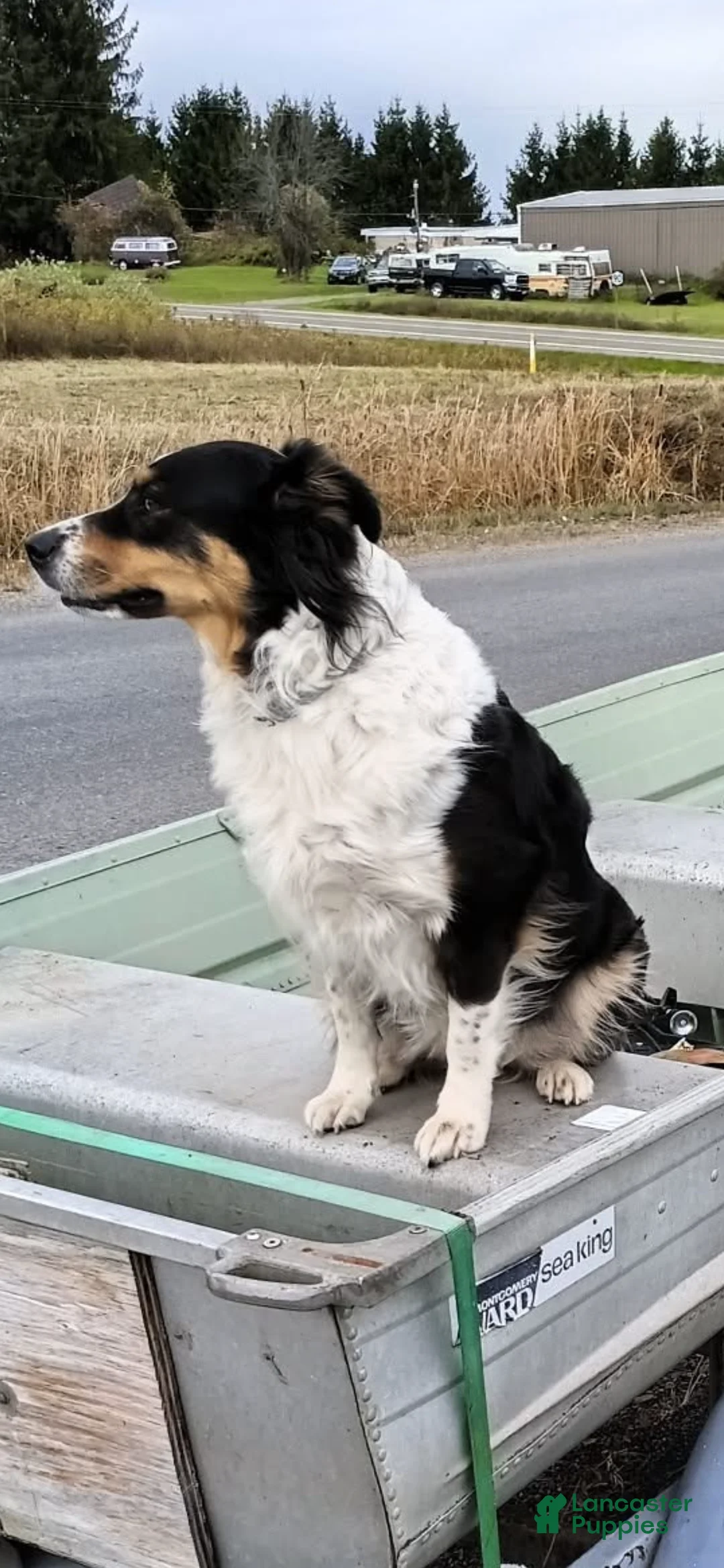 Mixed Breed dogs for sale: Green Collar Puppy - Ad 2