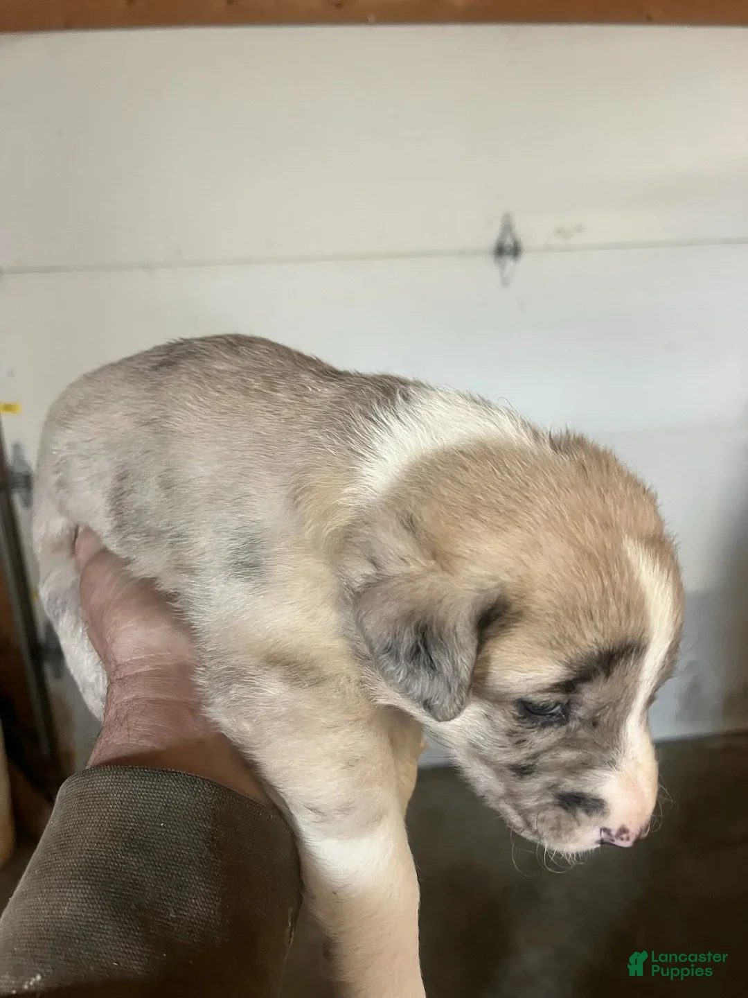 Mixed Breed dogs for sale: Mixed Breed Puppy 1 - Ad 1