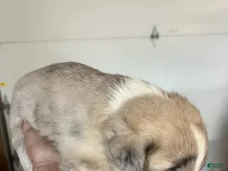 Mixed Breed dogs Mixed Breed Puppy 1 - Ad 3