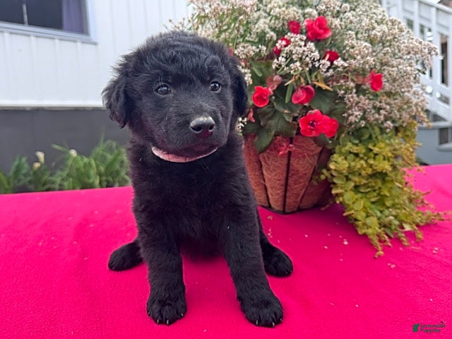 Mixed Breed dogs Lily - Ad 1