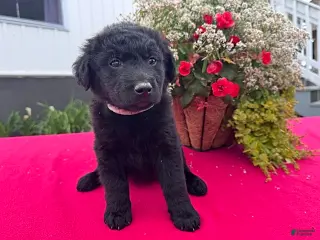 Mixed Breed dogs for sale: Lily - Ad 1