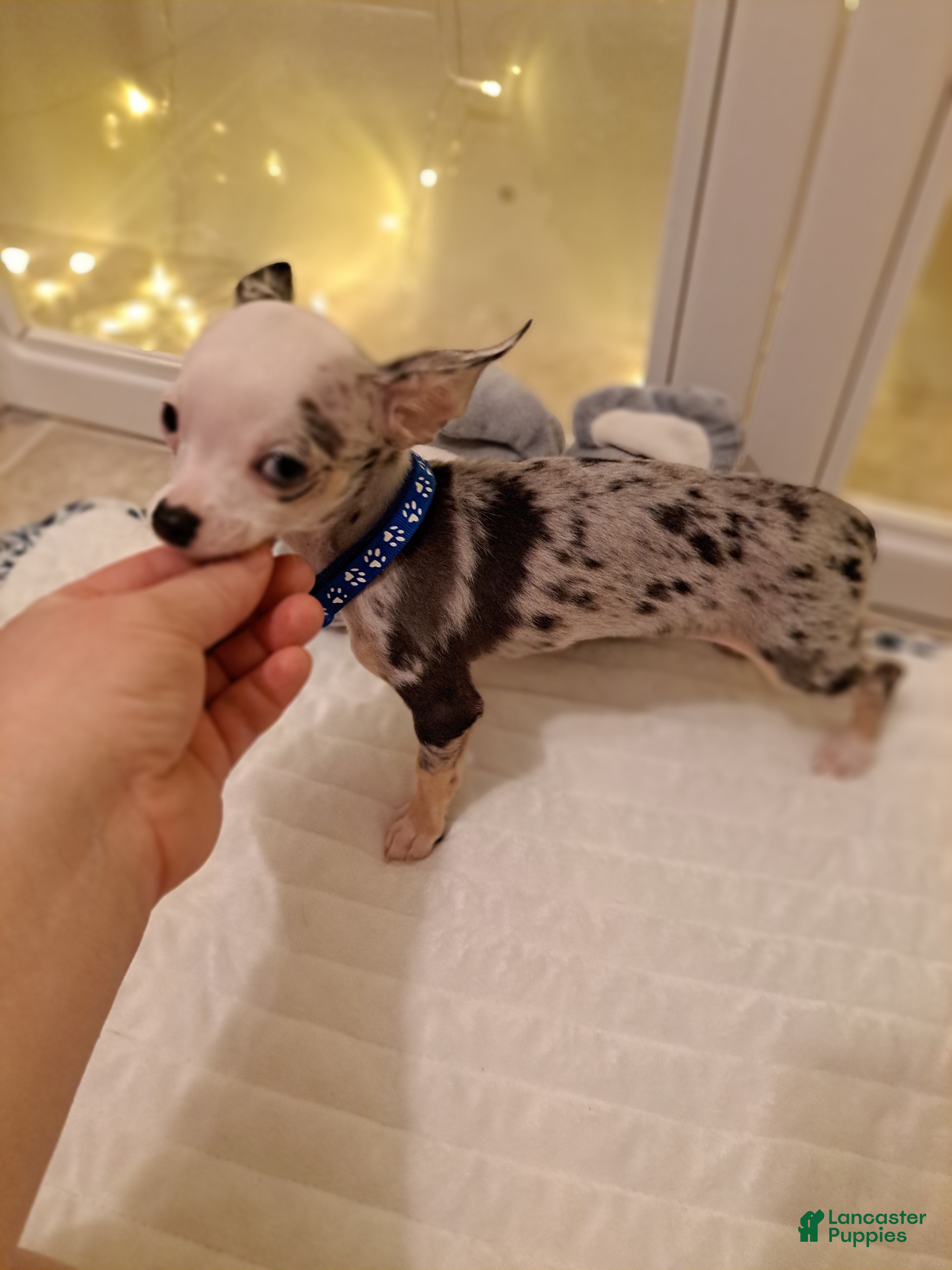 Chihuahua dogs Toy jojo - Ad 1