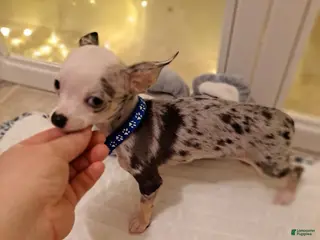 Chihuahua dogs for sale: Toy jojo - Ad 2