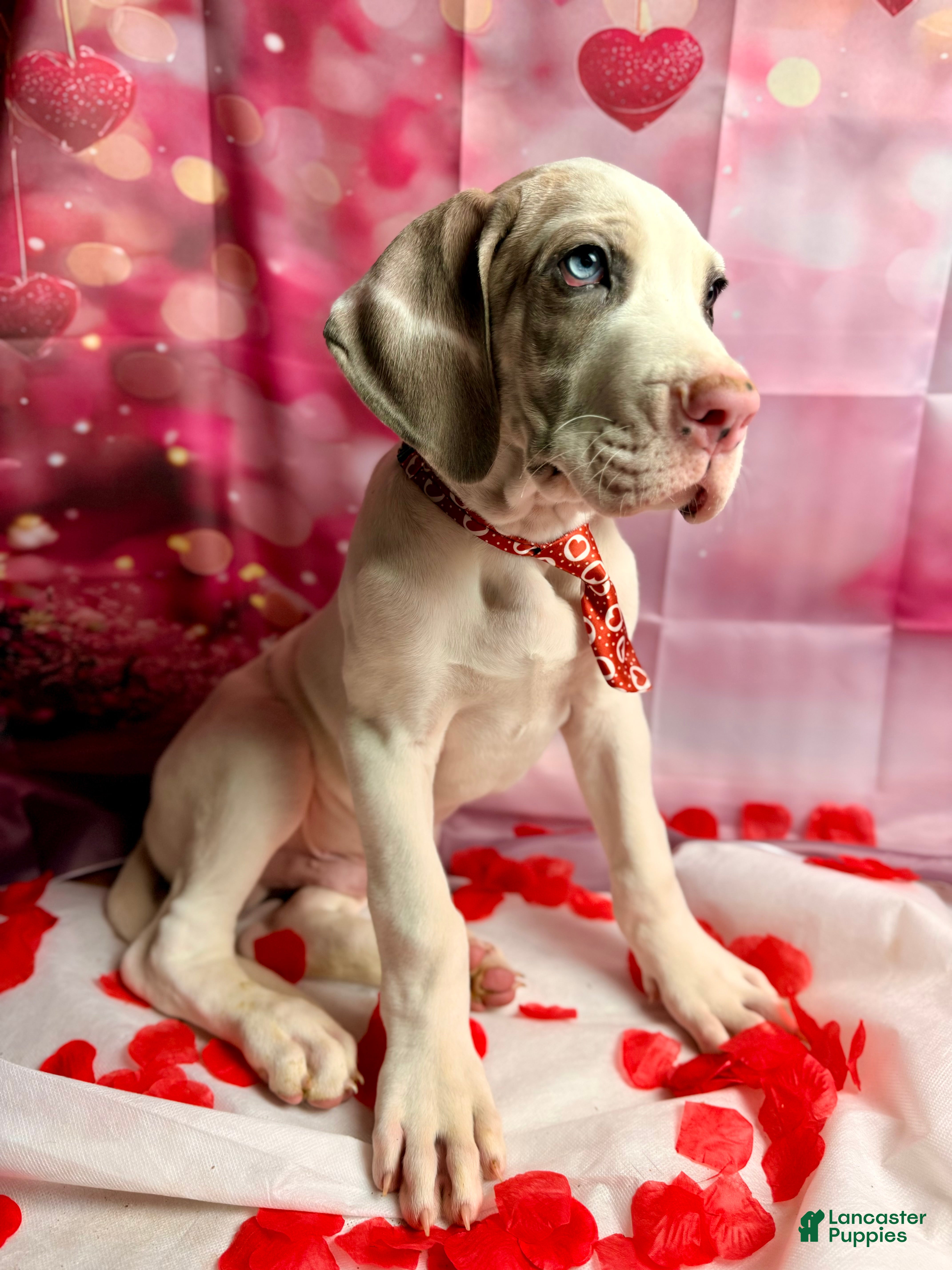 Great Dane dogs Blue Fawnquin Headed Pied (Heavy Euro) - Ad 7