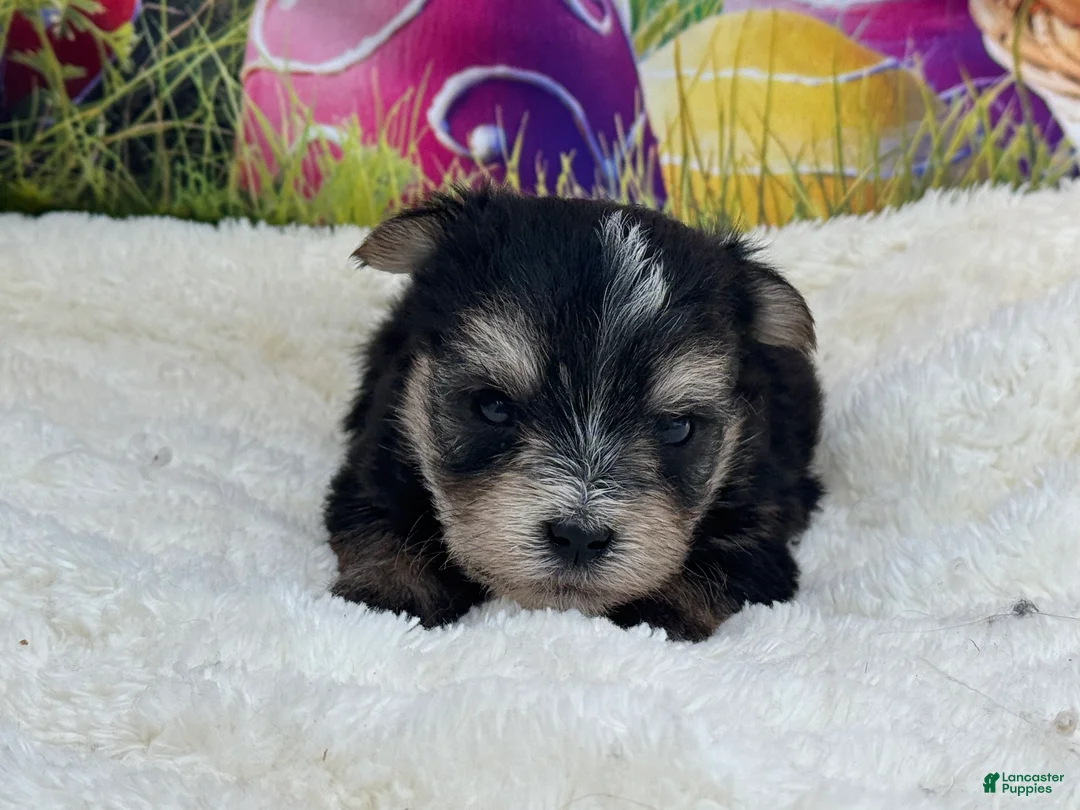 Morkie dogs for sale: Mark - Ad 4
