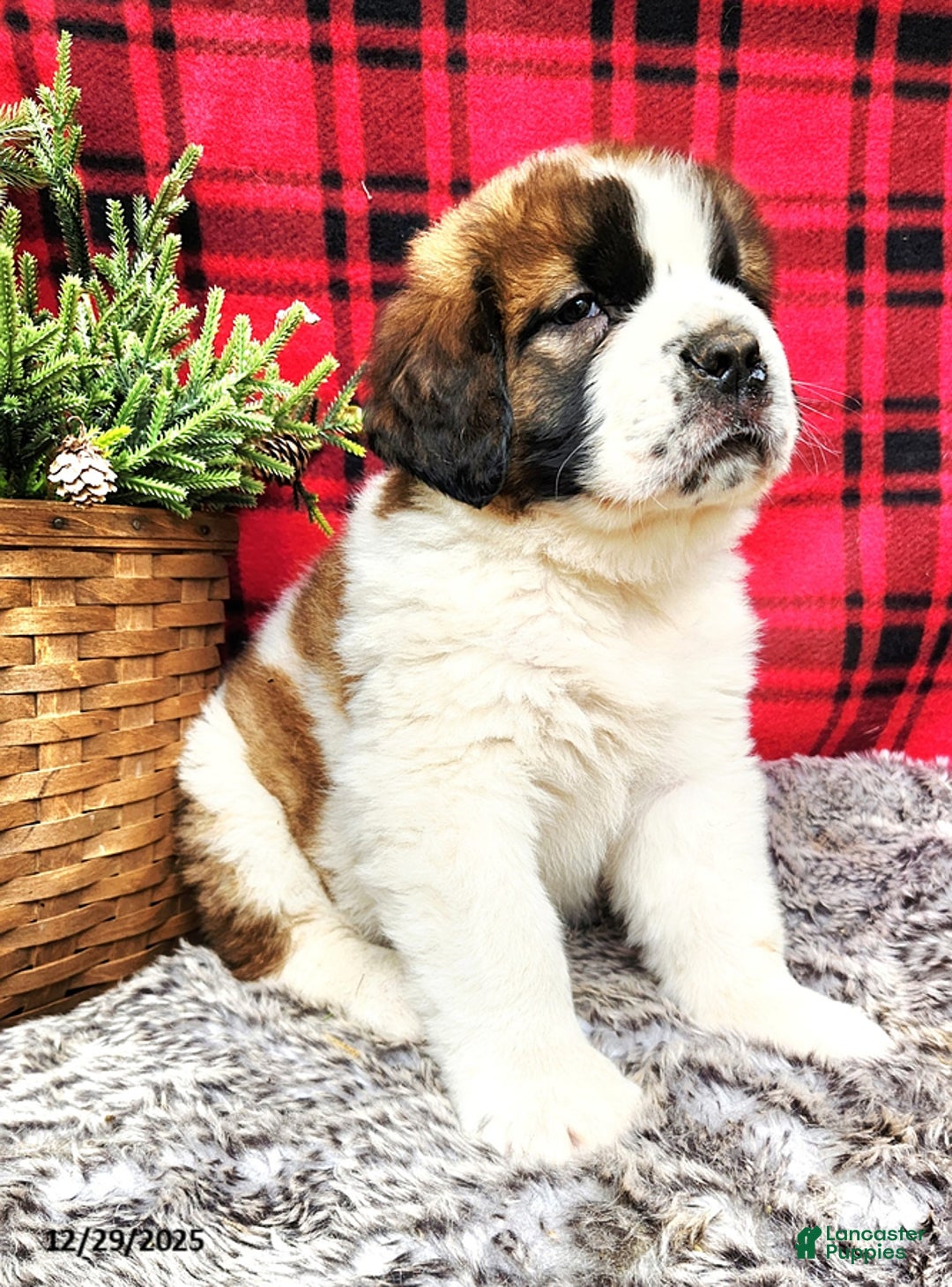Saint Bernard dogs for sale: Gabe - Ad 3