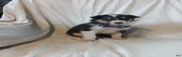 Collie dogs for sale: Bitzy - Ad 2