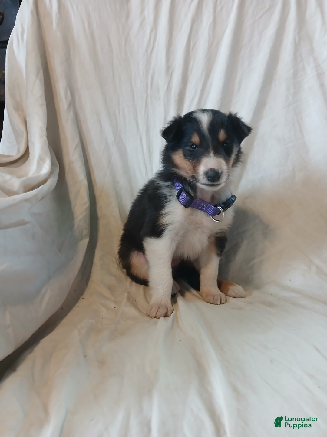 Collie dogs for sale: Bitzy - Ad 2
