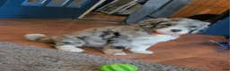 Bernedoodle dogs for sale: Bernedoodle 8 Orange collar  - Ad 5