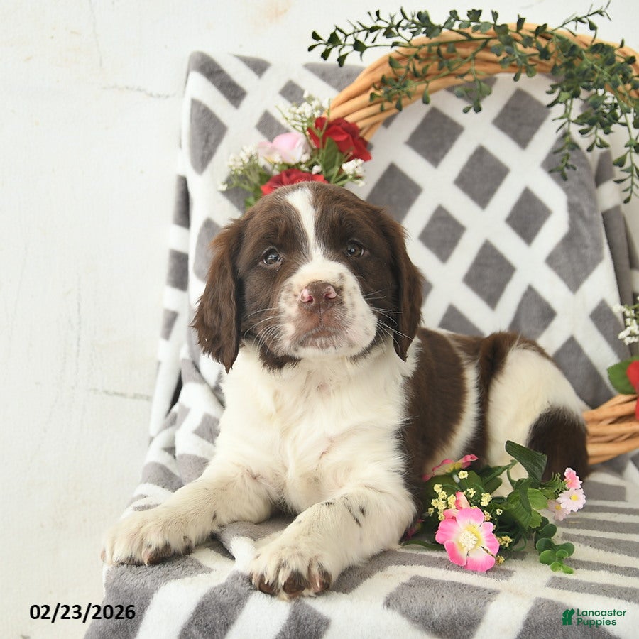 English Springer Spaniel dogs Dublin  - Ad 2