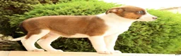 Miniature Australian Shepherd dogs for sale: Boss - Ad 9