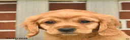 Miniature Golden Retriever dogs for sale: Bennet - Ad 10