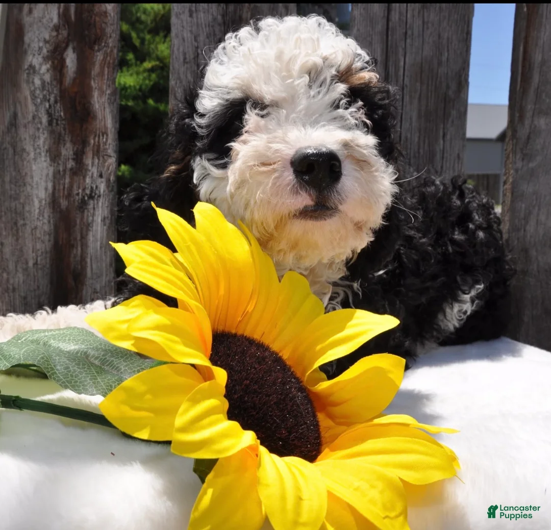 Mini Bernedoodle dogs for sale: Mr. Panda Bear - Ad 1