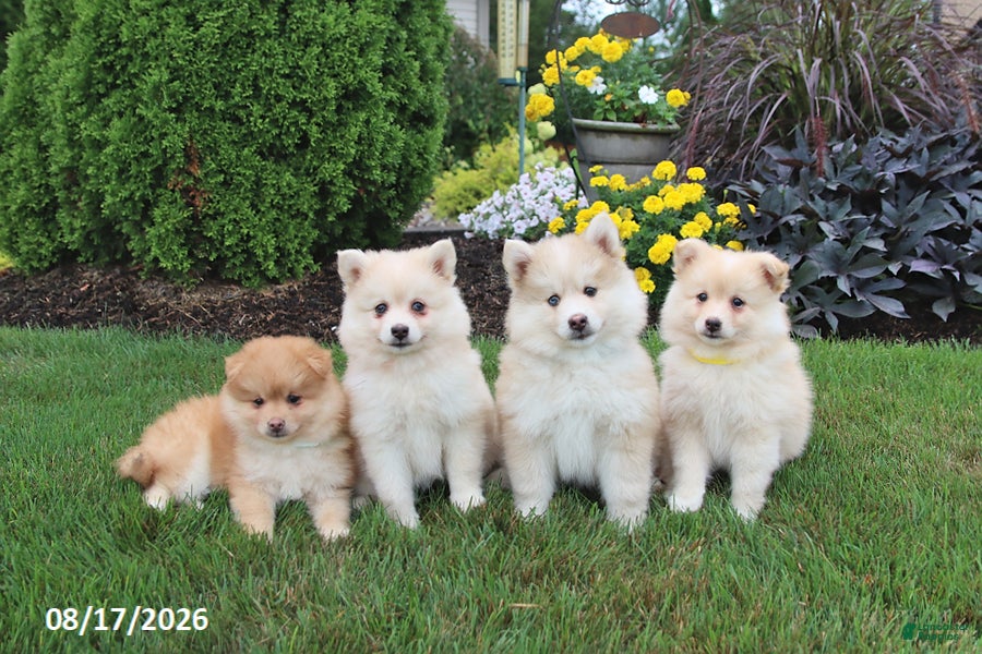 Pomsky dogs Scout - Ad 2