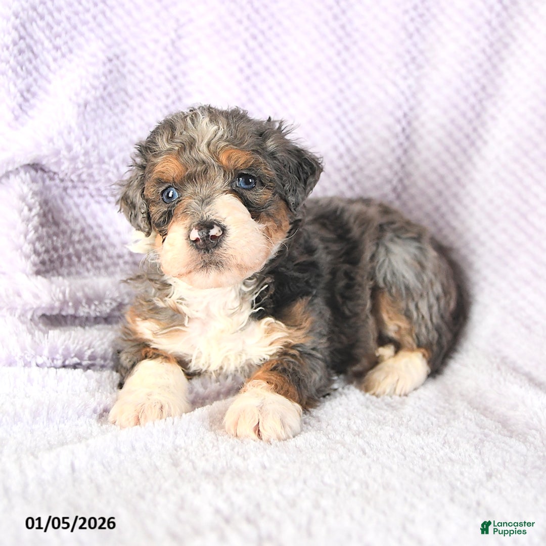 Mini Bernedoodle dogs for sale: Venus - Ad 2