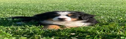Bernese Mountain Dog dogs for sale: Fern - Ad 9