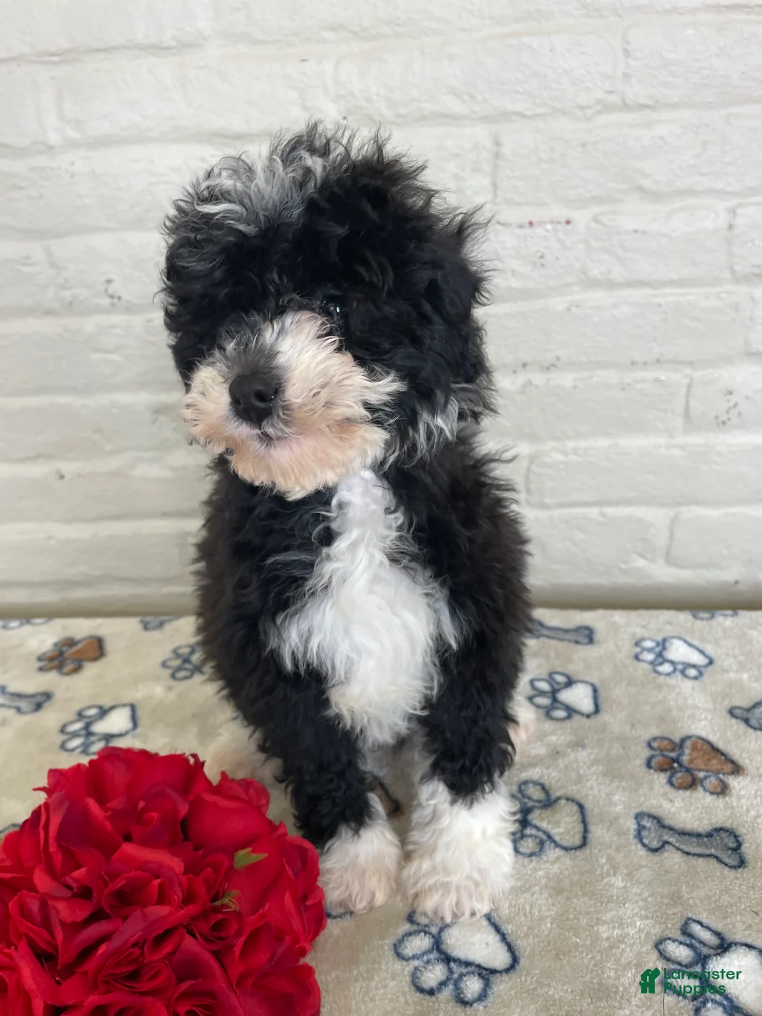 Mixed Breed dogs for sale: Sparkle - Ad 3