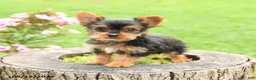 Yorkshire Terrier dogs for sale: Asher - Ad 2