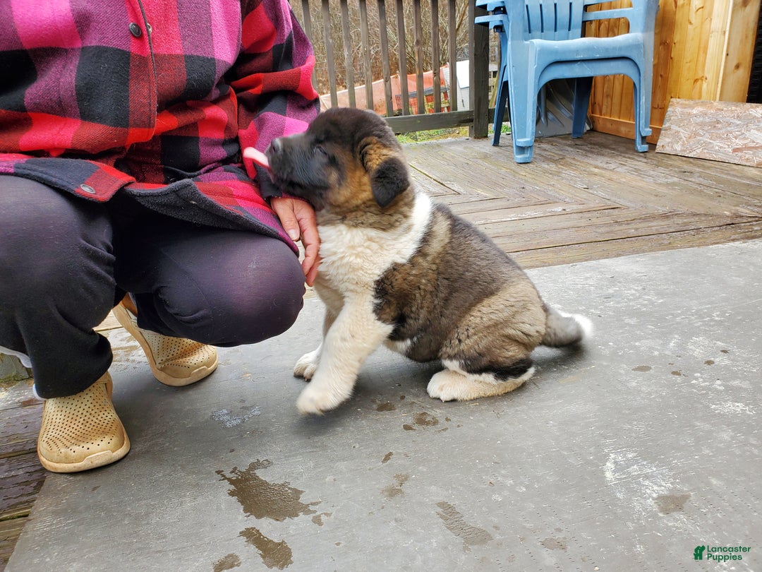 Akita dogs for sale: Boss - Ad 5