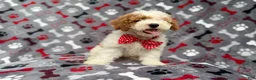 Cockapoo dogs for sale: Lucky - Ad 4