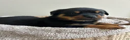 Rottweiler dogs for sale: Kitkat - Ad 3