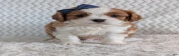Cavalier King Charles Spaniel dogs for sale: Riley - Ad 7