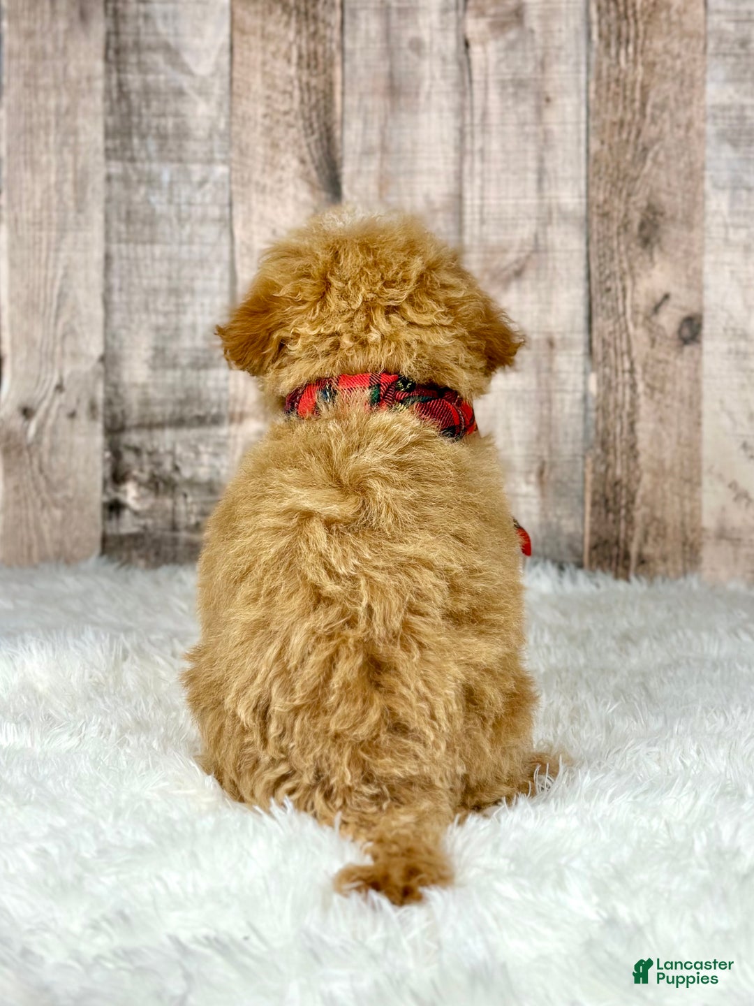 Bichpoo dogs for sale: Girl Josie - 8337 - Ad 3