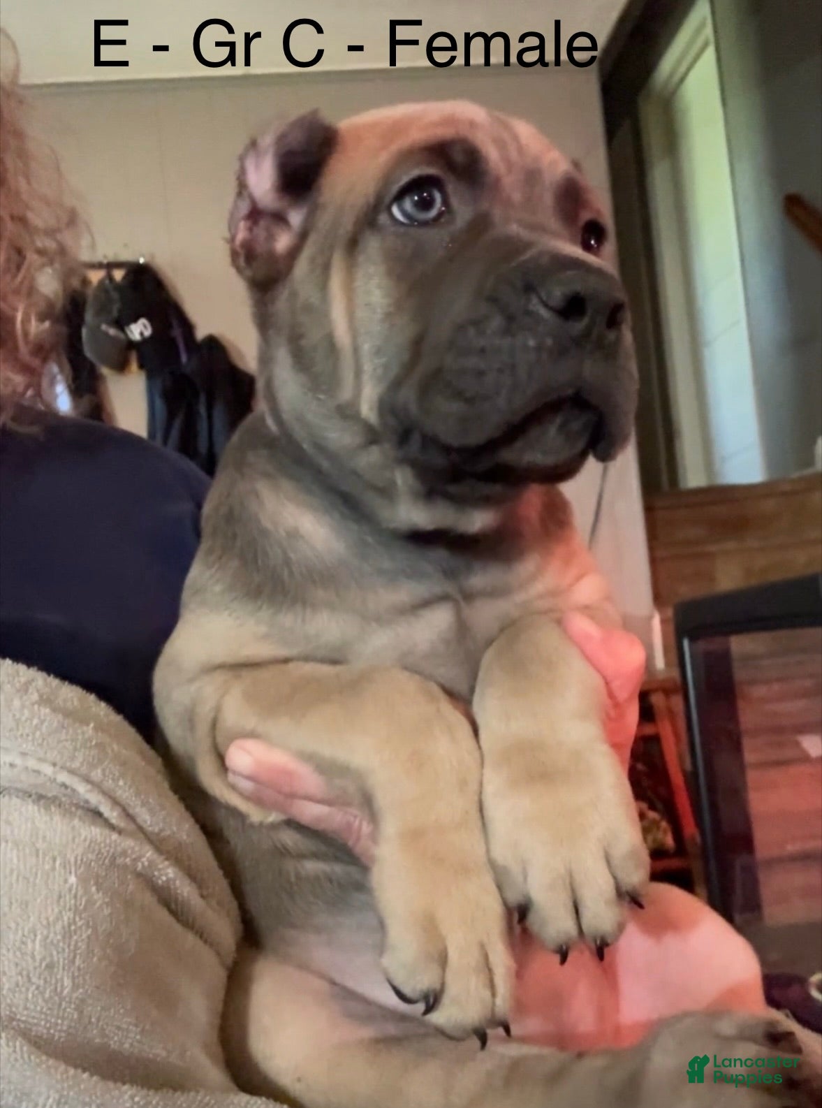 Cane Corso dogs Cane Corso gray - Ad 5