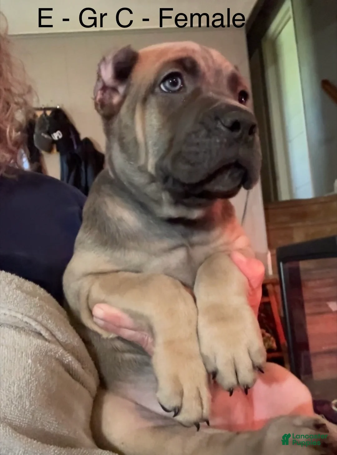 Cane Corso dogs for sale: Cane Corso gray - Ad 1