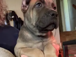 Cane Corso dogs Cane Corso gray - Ad 26