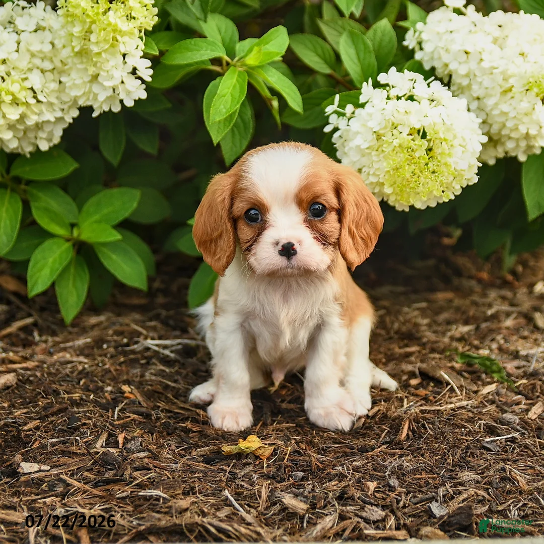 Cavalier King Charles Spaniel dogs for sale: Cookies n Cream - Ad 2