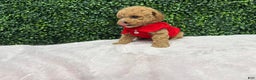Toy Poodle dogs for sale: Edel - Ad 4