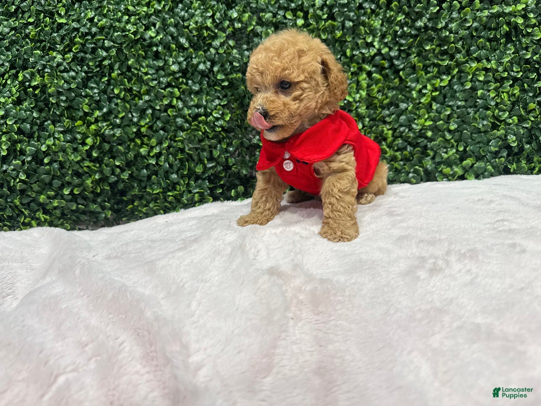 Toy Poodle dogs for sale: Edel - Ad 4