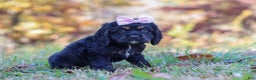 Cocker Spaniel dogs for sale: Julia - Ad 5