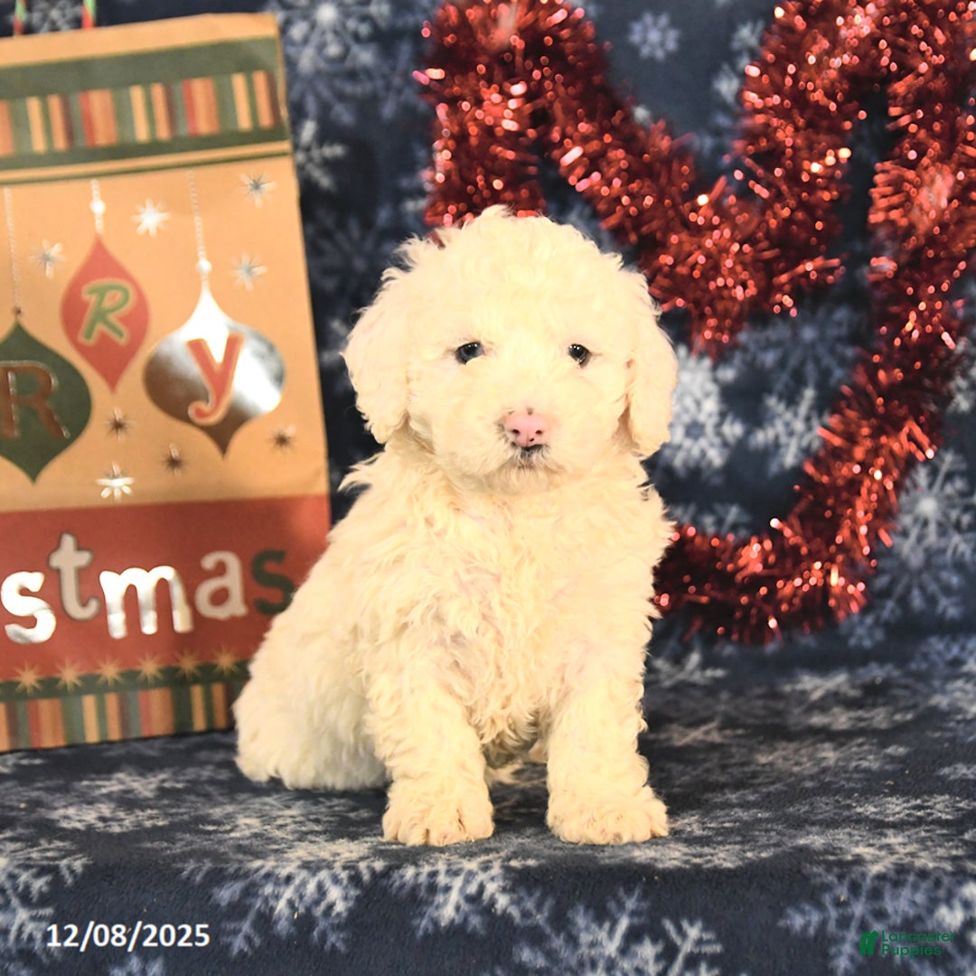 Miniature Poodle dogs for sale: Candy - Ad 2