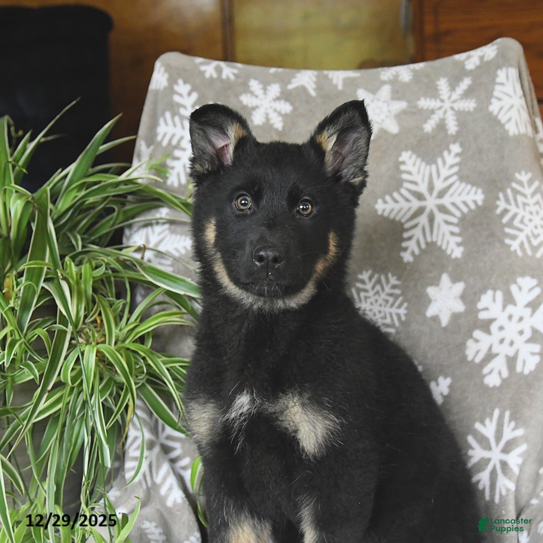 German Shepherd dogs for sale: Piper - Ad 3